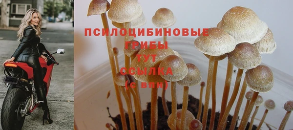 гашик Алексин